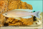 Cyprichromis sp. "Leptosoma Jumbo" Kachese