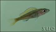 Paracyprichromis nigripinnis Blue Neon