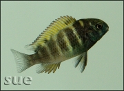 Tropheus sp. Kiriza