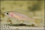 Paracyprichromis nigripinnis Blue Neon