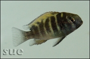 Tropheus sp. Kiriza