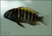 Tropheus sp. Kiriza