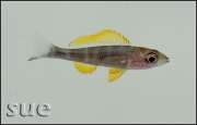 Paracyprichromis brieni Yellow Cheek