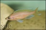 Paracyprichromis nigripinnis Blue Neon