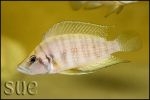 Altolamprologus calvus Yellow