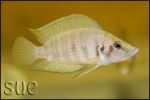 Altolamprologus calvus Yellow