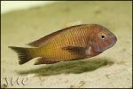 Tropheus sp. Chilanga