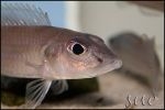 Reganochromis calliurus