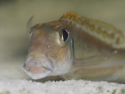 Xenotilapia ochrogenys Ndole