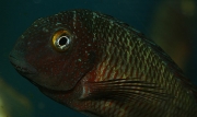 Tropheus sp. Lufubu