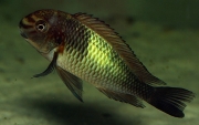 Tropheus sp. Kapampa Lime Spot