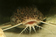 Synodontis dhonti