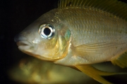 Ophtalmotilapia nasuta Gold