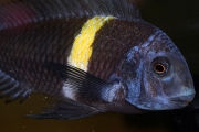 Tropheus cf. duboisi Halembe