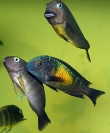 Tropheus sp. Kasakalawe