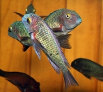 Tropheus sp. Chaitika