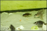 Lamprologus ornatipinnis Cameron Bay