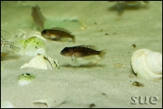 Lamprologus ornatipinnis Cameron Bay