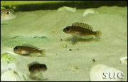 Lamprologus ornatipinnis Cameron Bay