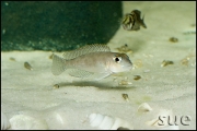 Lamprologus ornatipinnis Cameron Bay