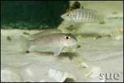 Lamprologus ornatipinnis Cameron Bay