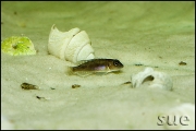 Lamprologus ornatipinnis Cameron Bay