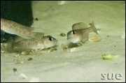 Lamprologus ornatipinnis Cameron Bay