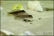 Lamprologus ornatipinnis Cameron Bay