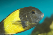 Tropheus sp. Ikola