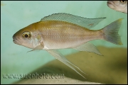 Cunningtonia longiventralis Cape Kachese