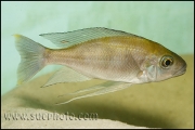 Cunningtonia longiventralis Cape Kachese