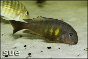 Tropheus sp. Kipili