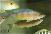 Cyprichromis sp. zebra Chituta zonatus