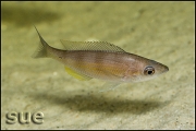 Cyprichromis sp. zebra Chituta zonatus