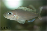 Xenotilapia sp. "fluorescent green"