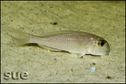 Xenotilapia boulengeri Ilangi