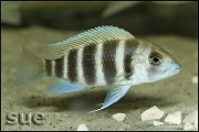 Cyphotilapia frontosa Bulumbora