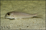 Xenotilapia boulengeri Ilangi