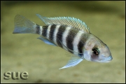 Cyphotilapia frontosa Bulumbora