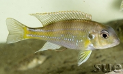 Limnochromis auritus