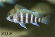 Cyphotilapia frontosa Bulumbora