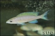 Paracyprichromis brieni Kitumba