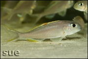 Xenotilapia sp. "red princess"