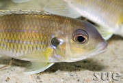 Limnochromis auritus