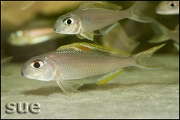 Xenotilapia sp. "red princess"