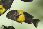 Tropheus sp. Kiriza