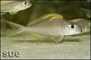 Xenotilapia sp. "red princess"