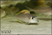 Xenotilapia sp. "red princess"