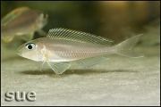 Xenotilapia sp. "fluorescent green"