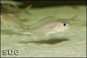 Xenotilapia sp. "fluorescent green"